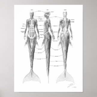 Póster Musculatura de Sirena