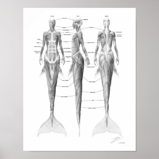 Póster Musculatura de Sirena (Frente)