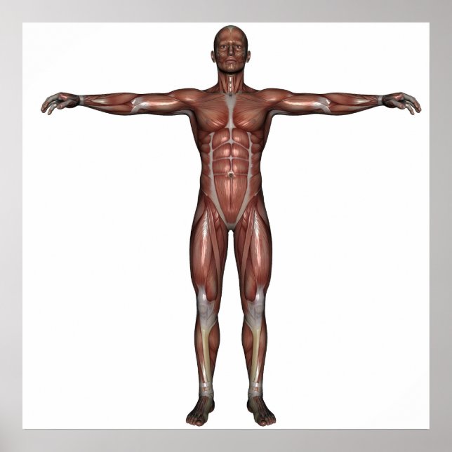 Póster Músculo del hombre poster (Frente)