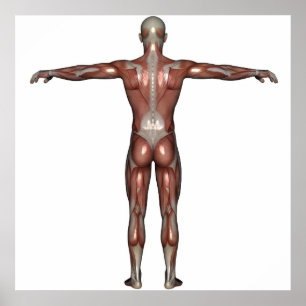 Póster Músculo del hombre poster