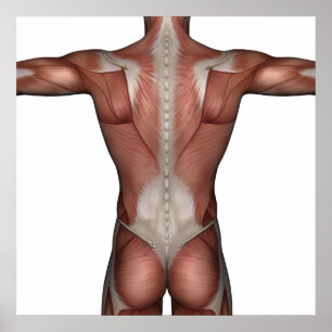 Póster Músculo del hombre poster