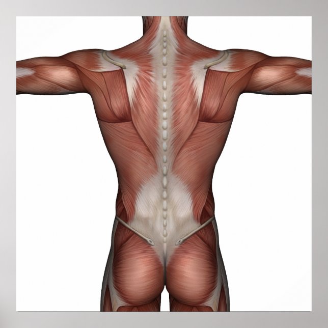 Póster Músculo del hombre poster (Frente)