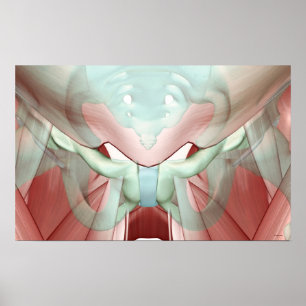 Póster Musculoesqueleto de Pelvis 2