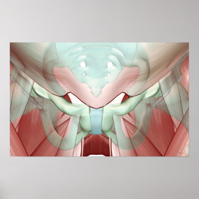 Póster Musculoesqueleto de Pelvis 2 (Frente)