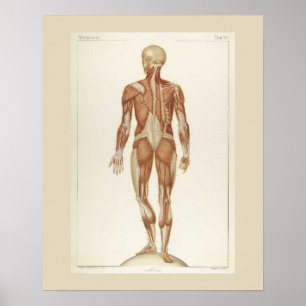 Póster Músculos Anatomía Poster posterior