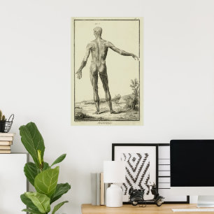Póster Músculos antiguos, Anatomía humana de Denis Didero
