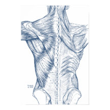 Músculos de dibujo médico de época azul (1890)