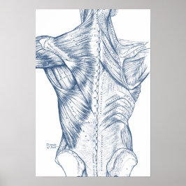 Póster Músculos de dibujo médico de época azul (1890)
