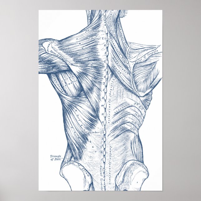 Póster Músculos de dibujo médico de época azul (1890) (Frente)