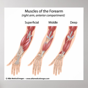 Póster Músculos de flexor del antebrazo, dibujo médico