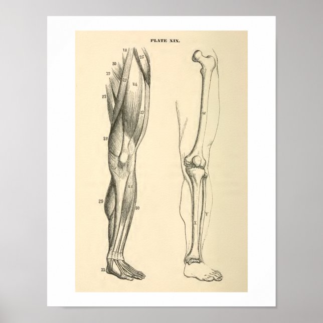 Póster Músculos de la anatomía de vintage y pierna humana (Frente)
