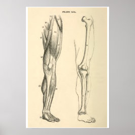 Póster Músculos de la anatomía de vintage y pierna humana