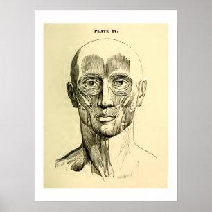 Póster Músculos de la anatomía el   del vintage de la