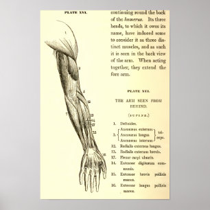 Póster Músculos de la anatomía el   del vintage del brazo