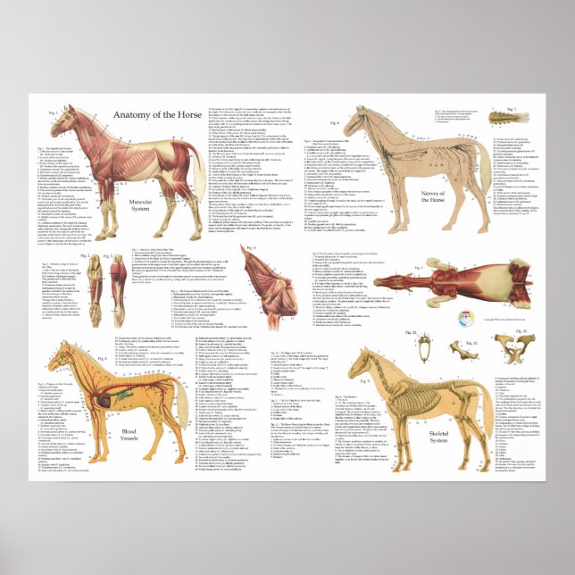 Póster Músculos de la anatomía equina de caballo Poster d (Frente)