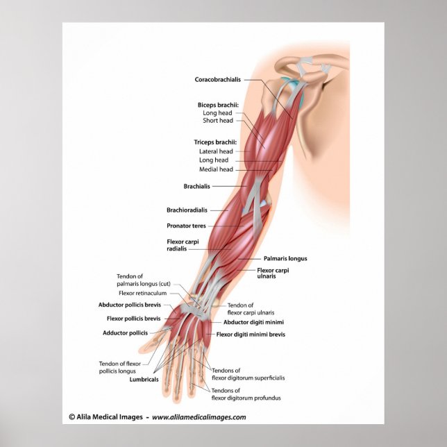 Póster Músculos de todo el brazo, con etiqueta de dibujo. (Frente)