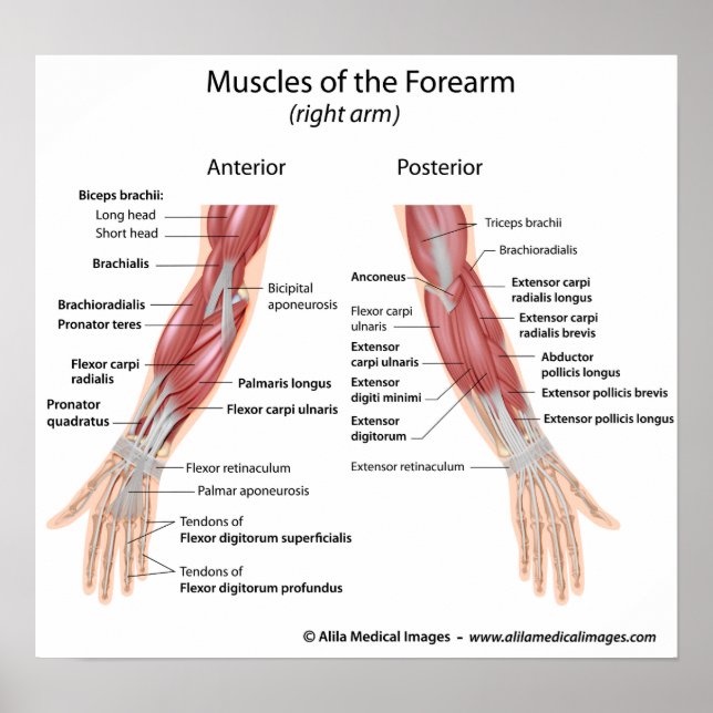 Póster Músculos de visión anterior y posterior del antebr (Frente)