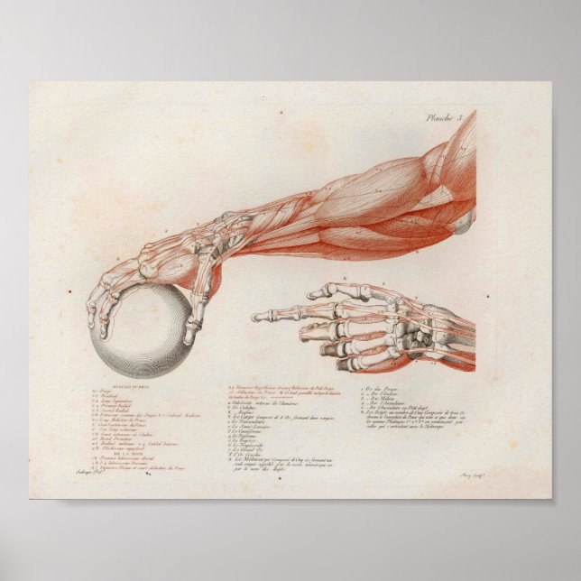 Póster Músculos del antebrazo sujetando la anatomía de la (Frente)