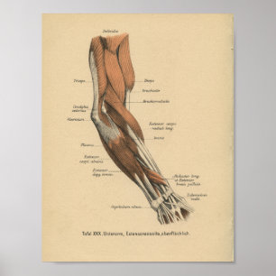 Póster Músculos del brazo impreso de la anatomía aleman