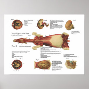 Póster Músculos del caballo Viscera Anatomía Poster Gráfi