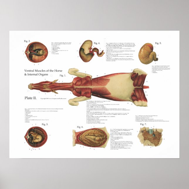 Póster Músculos del caballo Viscera Anatomía Poster Gráfi (Frente)