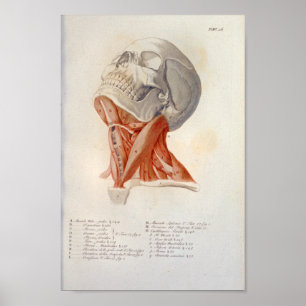 Póster Músculos del cuello anatomía del cráneo Imprimir f