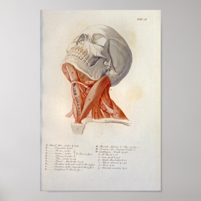 Póster Músculos del cuello Skull Anatomía Imprimir francé (Frente)