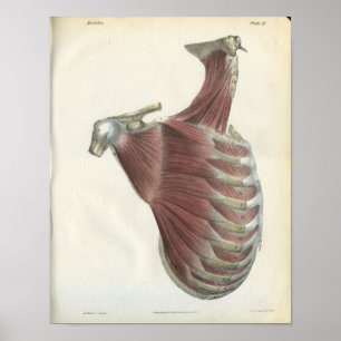 Póster Músculos del hombro del cuello Anatomía vintage Im