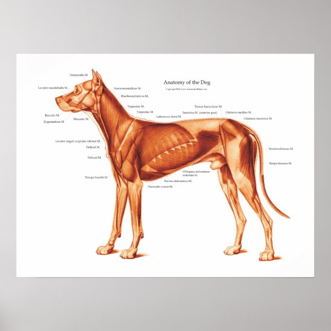 Póster Músculos del Poster de la anatomía de perro (Frente)
