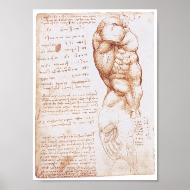 Póster Músculos del Torso, Leonarod da Vinci (Frente)