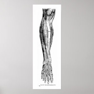 Póster Músculos humanos de la anatomía del vintage de la