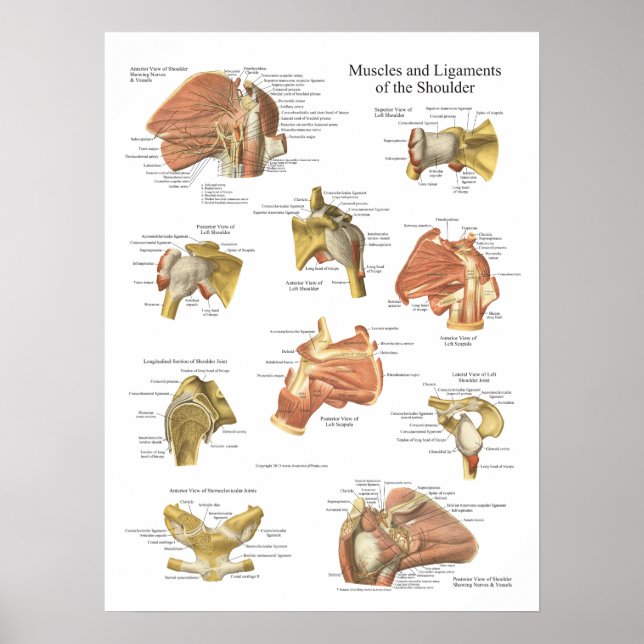 Póster Músculos Ligaments of the Shoulder Anatomy Chart (Frente)