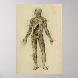 Póster Músculos Nervios Anatomía Imprimir Vintage