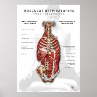 Póster Músculos Respiratorios