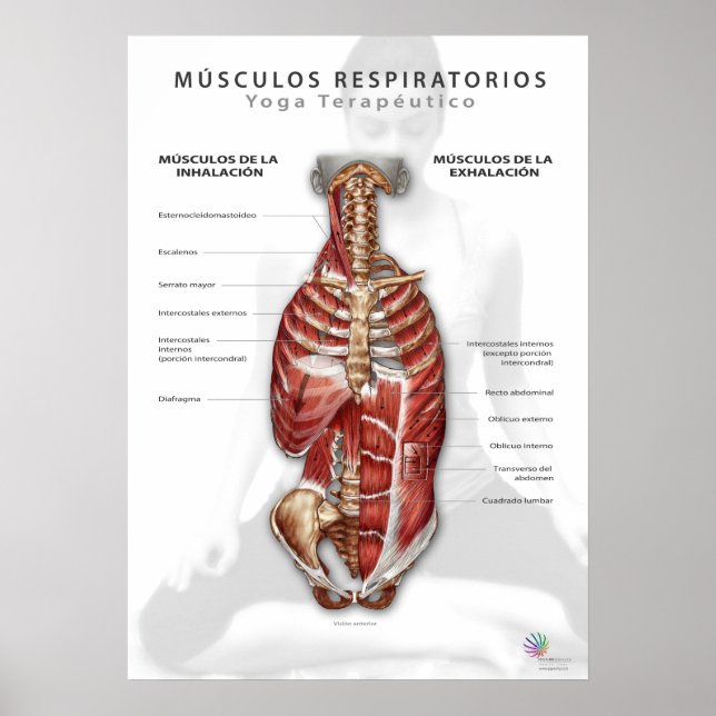 Póster Músculos Respiratorios (Frente)