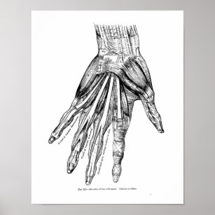 Póster Músculos vintage de dibujo médico de la mano