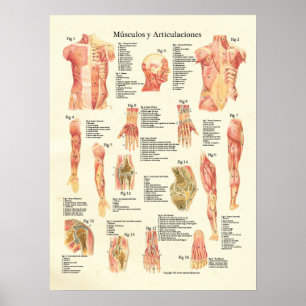 Póster Músculos y articulaciones Anatomia Español