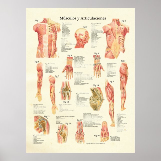 Póster Músculos y articulaciones Anatomia Español (Frente)