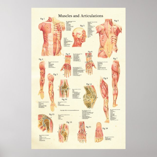 Póster Músculos y articulaciones Poster de la anatomía hu (Frente)