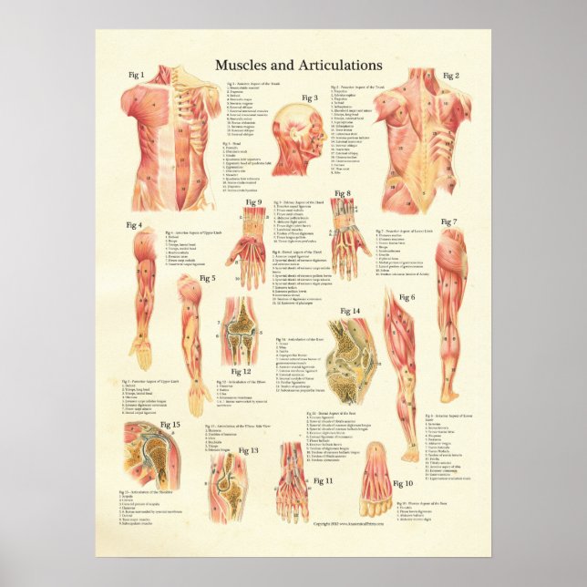 Póster Músculos y articulaciones Poster de la anatomía hu (Frente)
