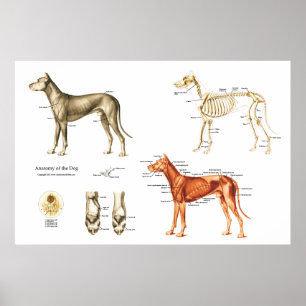 Póster Músculos y huesos del poster de la anatomía del