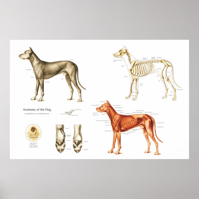 Póster Músculos y huesos del Poster de la anatomía del pe (Frente)