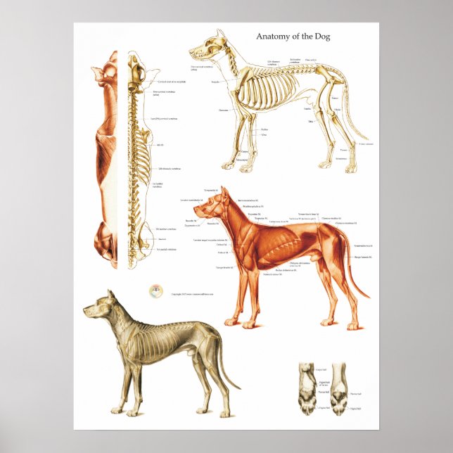 Póster Músculos y huesos Poster de anatomía de perro 18 X (Frente)