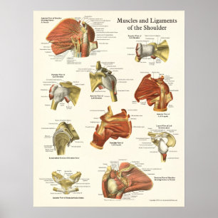 Póster Músculos y poster de la anatomía del hombro de los