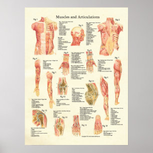 Póster Músculos y poster humano de la anatomía de las