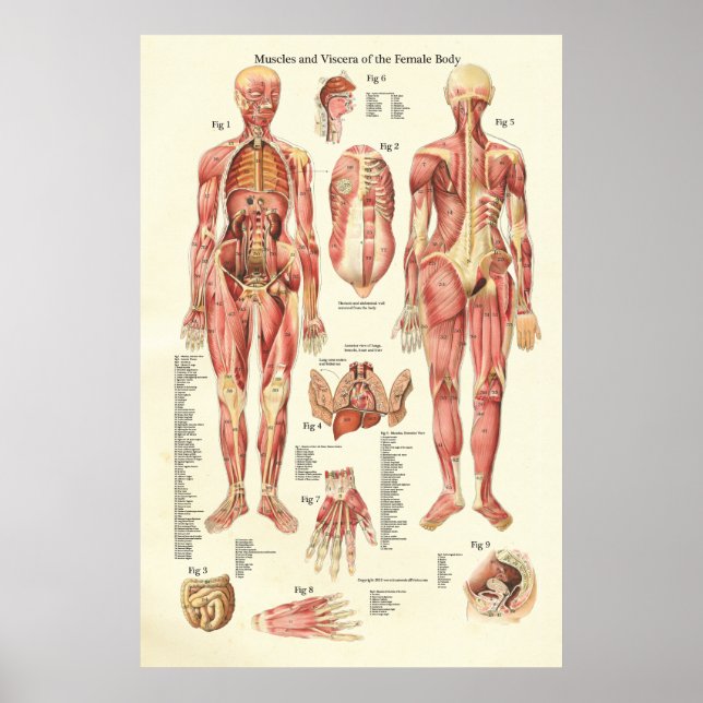 Póster Músculos y vísceras de la Poster de Anatomía Femen (Frente)