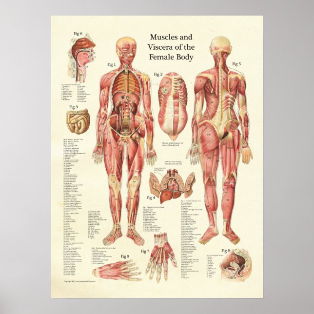 Póster Músculos y vísceras de la Poster de Anatomía Femen (Frente)