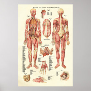 Póster Músculos y visceras del poster femenino de la