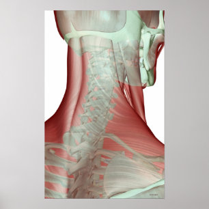Póster Musculoskeleton del cuello
