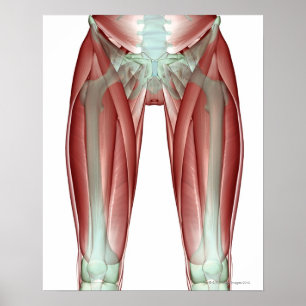 Póster Musculoskeleton of the Lower Limb